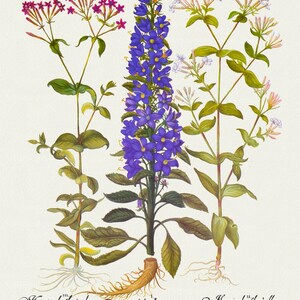 Basilius Besler ,Hortus Eystettensis, Tavola 155, 1613, stampa botanica (giclée) su tela, 50x70cm. o 20x25" ca.