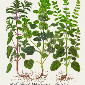 Basilius Besler ,Hortus Eystettensis, Tavola 226, 1613, stampa botanica (giclée) su tela, 50x70cm. o 20x25" ca.