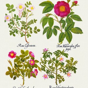 E Basilius Besler ,Hortus Eystettensis, Plate 99, 1613, botanischer Druck (Giclee) auf Leinwand, 50x70cm. oder 20x25" ca.