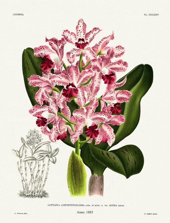 Orchid No. 375, 1885, Linden auth., botanical print (giclee) on canvas, 50x70cm. or 20x25" approx.