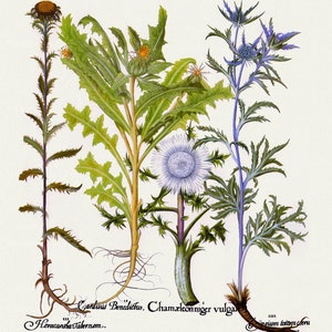 Basilius Besler ,Hortus Eystettensis, Lámina 281, 1613, grabado botánico (giclée) sobre lienzo, 50x70cm. o 20x25" aprox.