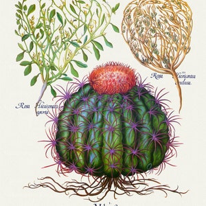 Basilius Besler ,Hortus Eystettensis, Tavola 354, 1613, stampa botanica (giclée) su tela, 50x70cm. o 20x25" ca.