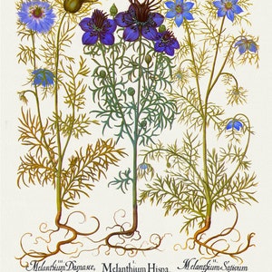 Basilius Besler ,Hortus Eystettensis, Lámina 174, 1613, grabado botánico (giclée) sobre lienzo, 50x70cm. o 20x25" aprox.