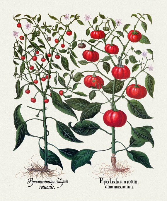 Basilius Besler ,Hortus Eystettensis, Plate  328, 1613, botanical print (giclee) on canvas, 50x70cm. or 20x25" approx.