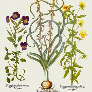 Basilius Besler ,Hortus Eystettensis, Tavola 48, 1613, stampa botanica (giclée) su tela, 50x70cm. o 20x25" ca.