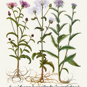 Basilius Besler, Hortus Eystettensis, Plate 278, 1613, botanischer Druck (Giclee) auf Leinwand, 50x70cm. oder 20x25" ca.
