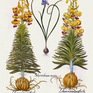 Basilius Besler ,Hortus Eystettensis, Plate 190, 1613, botanischer Druck (Giclee) auf Leinwand, 50x70cm. oder 20x25" ca.