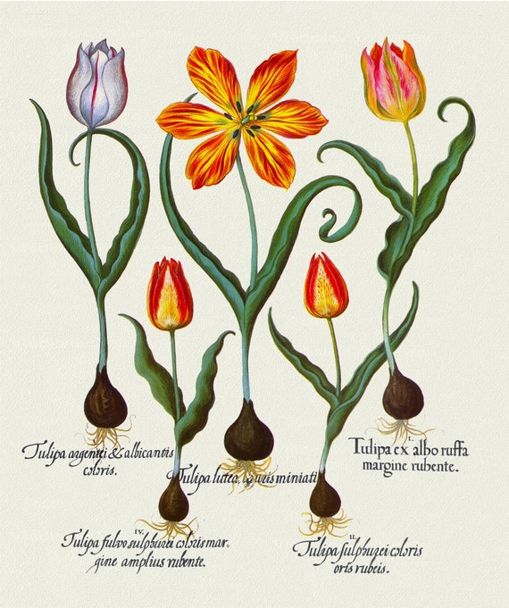 Basilius Besler ,Hortus Eystettensis, Plate 72, 1613, botanical print (giclee) on canvas, 50x70cm. or 20x25" approx.