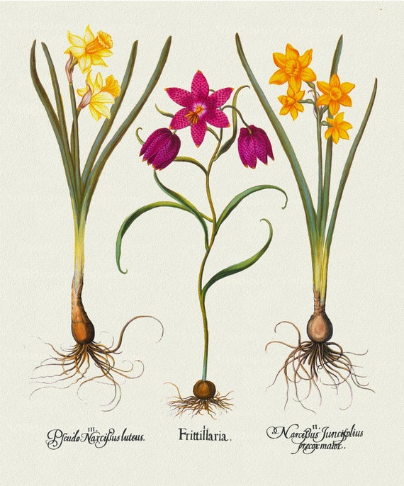 Basilius Besler ,Hortus Eystettensis, Plate 56, 1613, botanical print (giclee) on canvas, 50x70cm. or 20x25" approx.