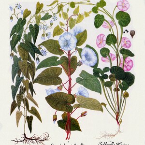 Basilius Besler ,Hortus Eystettensis, Tavola 303, 1613, stampa botanica (giclée) su tela, 50x70cm. o 20x25" ca.