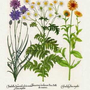 Basilius Besler ,Hortus Eystettensis, Plate 207, 1613, botanischer Druck (Giclee) auf Leinwand, 50x70cm. oder 20x25" ca.