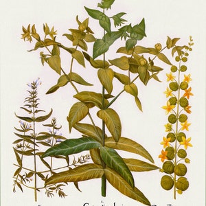 Basilius Besler ,Hortus Eystettensis, Plate 285 O, 1613, botanischer Druck (Giclee) auf Leinwand, 50x70cm. oder 20x25" ca.
