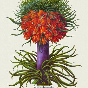 Basilius Besler ,Hortus Eystettensis, Tavola 80, 1613, stampa botanica (giclée) su tela, 50x70cm. o 20x25" ca.