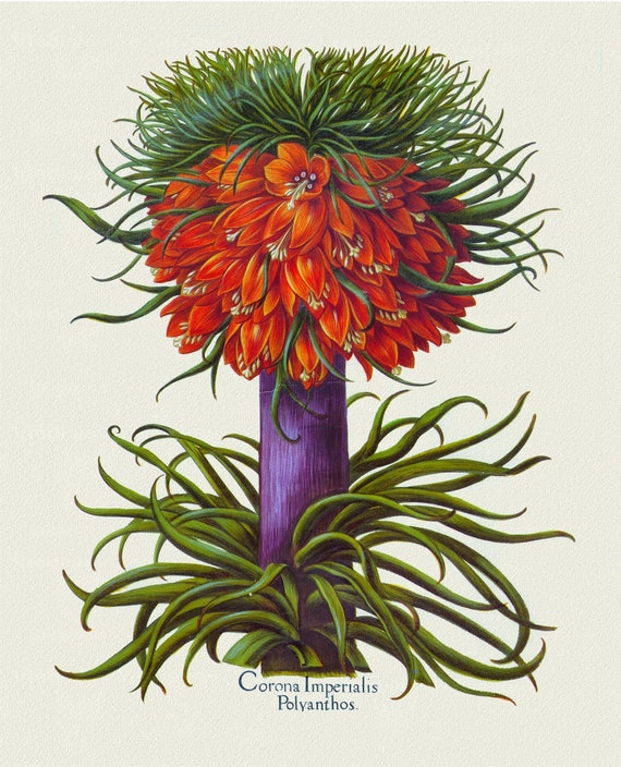 Basilius Besler ,Hortus Eystettensis, Plate 80, 1613, botanical print (giclee) on canvas, 50x70cm. or 20x25" approx.