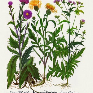 Basilius Besler ,Hortus Eystettensis, Tavola 277, 1613, stampa botanica (giclée) su tela, 50x70cm. o 20x25" ca.