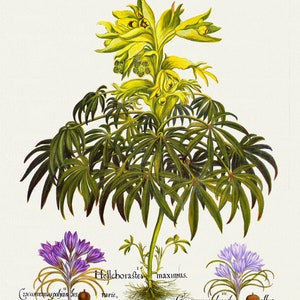 Basilius Besler, Hortus Eystettensis, Tafel 362, 1613, botanischer Druck (Giclee) auf Leinwand, 50x70cm. oder 20x25" ca.