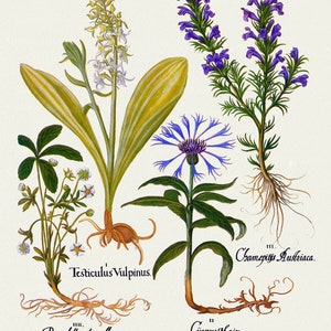 Basilius Besler ,Hortus Eystettensis, Lámina 114, 1613, grabado botánico (giclée) sobre lienzo, 50x70cm. o 20x25" aprox.