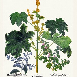 Basilius Besler ,Hortus Eystettensis, Tavola 224, 1613, stampa botanica (giclée) su tela, 50x70cm. o 20x25" ca.