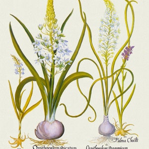 Basilius Besler, Hortus Eystettensis, Plate 90, 1613, botanischer Druck (Giclee) auf Leinwand, 50x70cm. oder 20x25" ca.