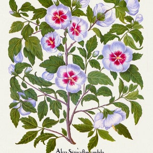 Basilius Besler, Hortus Eystettensis, Plate 145, 1613, botanischer Druck (Giclee) auf Leinwand, 50x70cm. oder 20x25" ca.