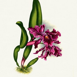 Orchid No. 672, 1885, Linden auth., stampa botanica (giclée) su tela, 50x70cm. o 20x25" ca.
