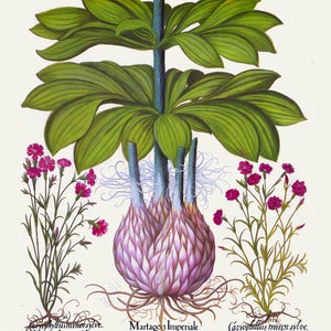 Basilius Besler, Hortus Eystettensis, Placa 181, 1613, impressão botânica (giclée) sobre tela, 50x70cm. ou 20x25" aprox.
