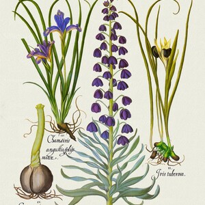 Basilius Besler ,Hortus Eystettensis, Tavola 83, 1613, stampa botanica (giclée) su tela, 50x70cm. o 20x25" ca.