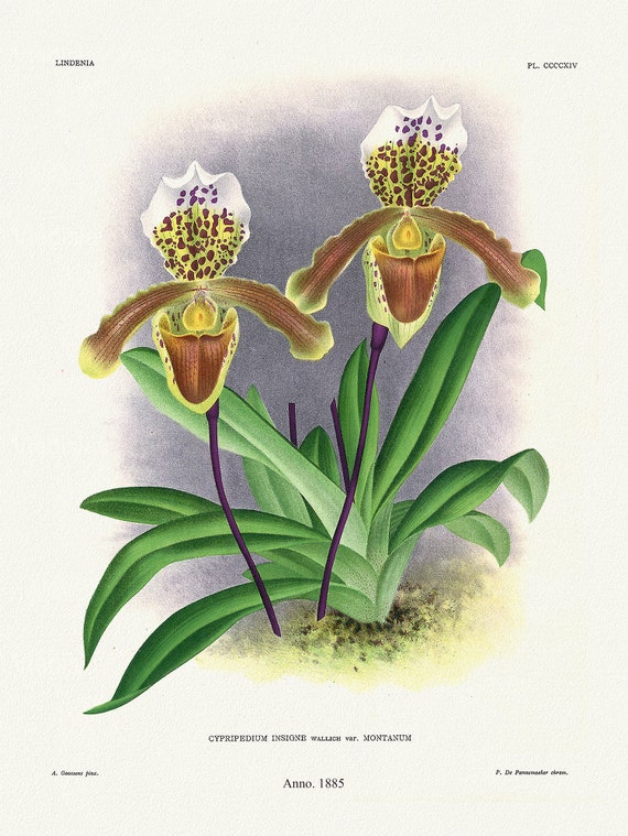 Orchid No. 414, 1885, Linden auth., botanical print (giclee) on canvas, 50x70cm. or 20x25" approx.