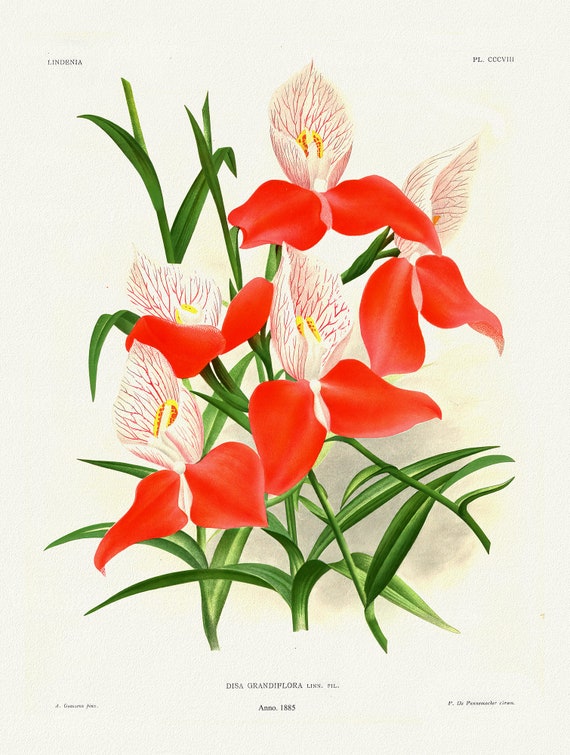 Orchid No. 308, 1885, Linden auth., botanical print (giclee) on canvas, 50x70cm. or 20x25" approx.