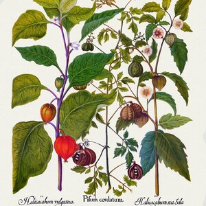 Basilius Besler ,Hortus Eystettensis, Lámina 304, 1613, grabado botánico (giclée) sobre lienzo, 50x70cm. o 20x25" aprox.