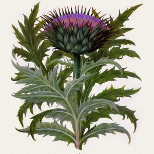 Basilius Besler ,Hortus Eystettensis, Tavola 279, 1613, stampa botanica (giclée) su tela, 50x70cm. o 20x25" ca.