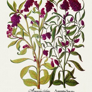 Basilius Besler ,Hortus Eystettensis, Lámina 339, 1613, grabado botánico (giclée) sobre lienzo, 50x70cm. o 20x25" aprox.