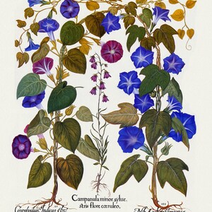 Basilius Besler ,Hortus Eystettensis, Tavola 301, 1613, stampa botanica (giclée) su tela, 50x70cm. o 20x25" ca.