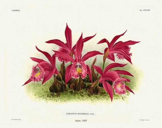 Orchid No. 363, 1885, Linden auth., botanical print (giclee) on canvas, 50x70cm. or 20x25" approx.