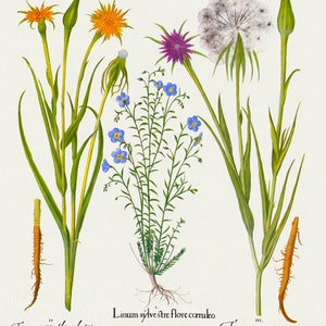 Basilius Besler ,Hortus Eystettensis, Plate 161, 1613, botanischer Druck (Giclee) auf Leinwand, 50x70cm. oder 20x25" ca.