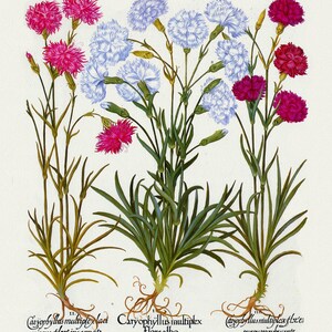 Basilius Besler, Hortus Eystettensis, Plate 314, 1613, botanischer Druck (Giclee) auf Leinwand, 50x70cm. oder 20x25" ca.