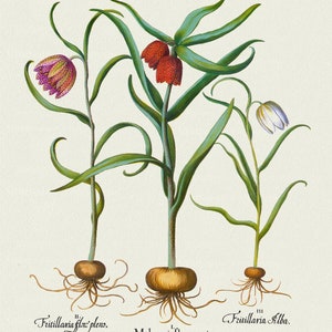 Basilius Besler, Hortus Eystettensis, Plate 57, 1613, botanischer Druck (Giclee) auf Leinwand, 50x70cm. oder 20x25" ca.