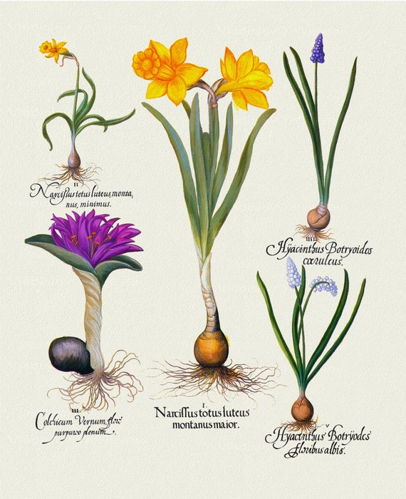 Basilius Besler ,Hortus Eystettensis, Plate 50, 1613, botanical print (giclee) on canvas, 50x70cm. or 20x25" approx.