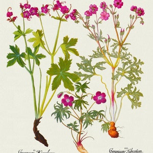 Basilius Besler ,Hortus Eystettensis, Tavola 30, 1613, stampa botanica (giclée) su tela, 50x70cm. o 20x25" ca.