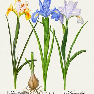 E Basilius Besler ,Hortus Eystettensis, Plate 200, 1613, botanischer Druck (Giclee) auf Leinwand, 50x70cm. oder 20x25" ca.