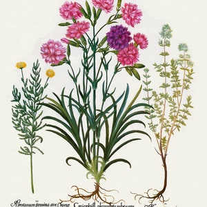 Basilius Besler ,Hortus Eystettensis, Lámina 311, 1613, grabado botánico (giclée) sobre lienzo, 50x70cm. o 20x25" aprox.