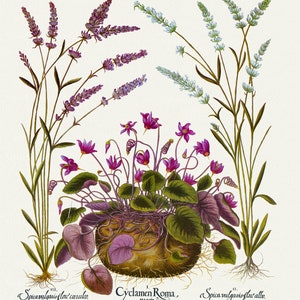 Basilius Besler ,Hortus Eystettensis, Tavola 347, 1613, stampa botanica (giclée) su tela, 50x70cm. o 20x25" ca.