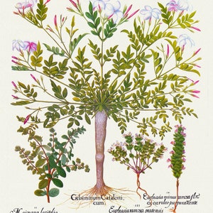 Basilius Besler, Hortus Eystettensis, Plate 147, 1613, botanischer Druck (Giclee) auf Leinwand, 50x70cm. oder 20x25" ca.