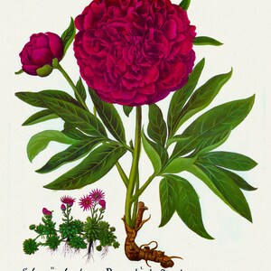 Basilius Besler, Hortus Eystettensis, Plate 101, 1613, botanischer Druck (Giclee) auf Leinwand, 50x70cm. oder 20x25" ca.