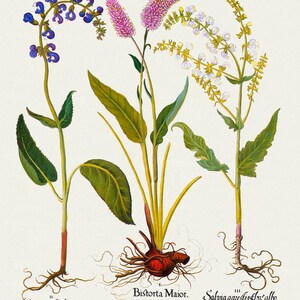 Basilius Besler ,Hortus Eystettensis, Tavola 127, 1613, stampa botanica (giclée) su tela, 50x70cm. o 20x25" ca.