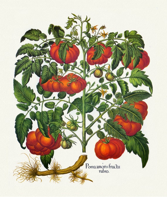 Basilius Besler ,Hortus Eystettensis, Plate  320, 1613, botanical print (giclee) on canvas, 50x70cm. or 20x25" approx.