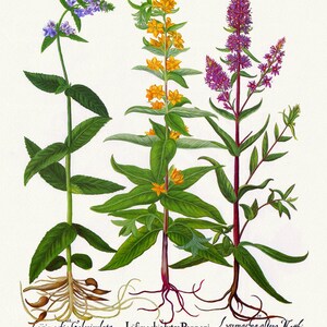 Basilius Besler ,Hortus Eystettensis, Lámina 268, 1613, grabado botánico (giclée) sobre lienzo, 50x70cm. o 20x25" aprox.