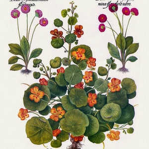 Basilius Besler ,Hortus Eystettensis, Tavola 294, 1613, stampa botanica (giclée) su tela, 50x70cm. o 20x25" ca.