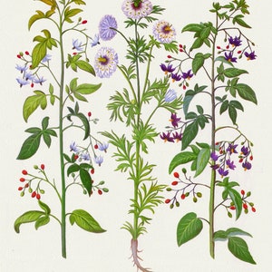 Basilius Besler ,Hortus Eystettensis, Lámina 180, 1613, grabado botánico (giclée) sobre lienzo, 50x70cm. o 20x25" aprox.