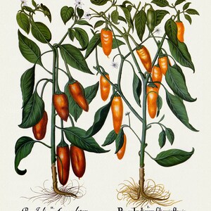 Basilius Besler ,Hortus Eystettensis, Tavola 327, 1613, stampa botanica (giclée) su tela, 50x70cm. o 20x25" ca.